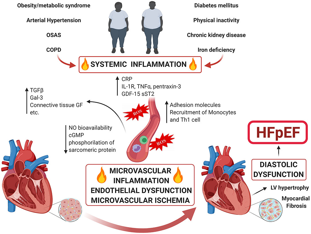 Physiogenex and Cardiomedex to present a new diabetic NASH HFpEF