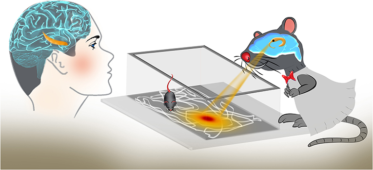 Figure 1 - Place cells in the hippocampus participate in building an inner map of the environment.