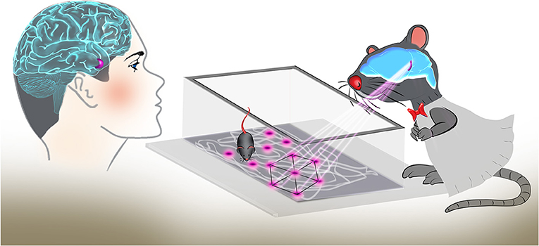 Figure 3 - Grid cells in the entorhinal cortex are activated at multiple locations, forming a symmetrical coordinate system in the brain.