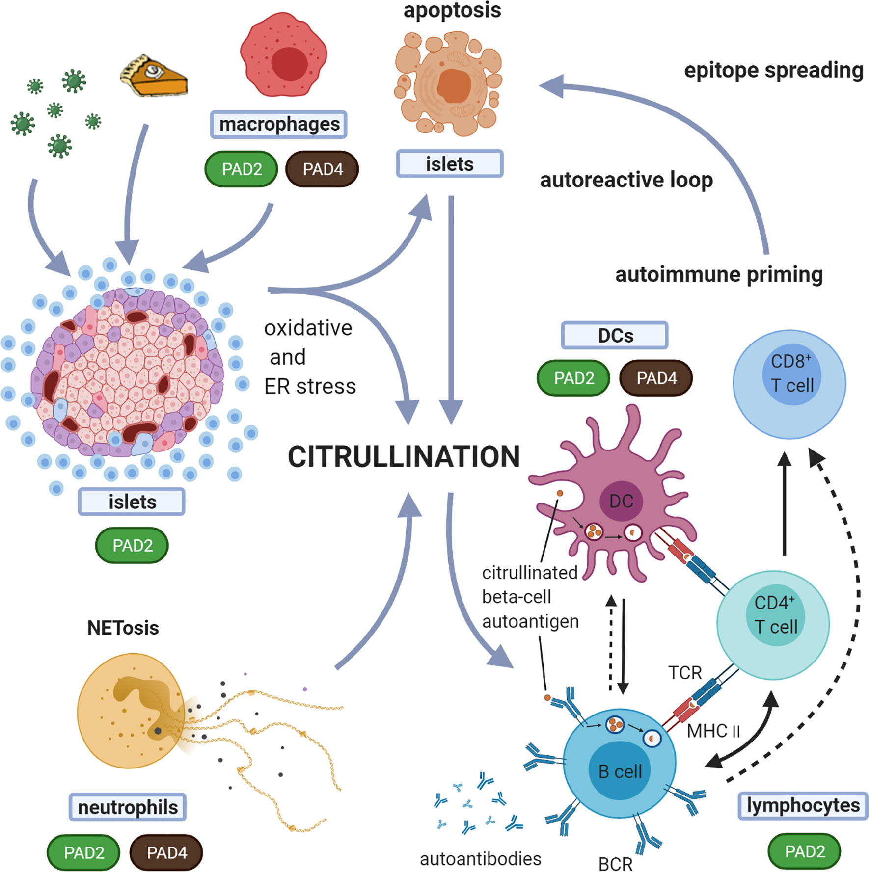 Frontiers Citrullination of Proteins as a Specific Response
