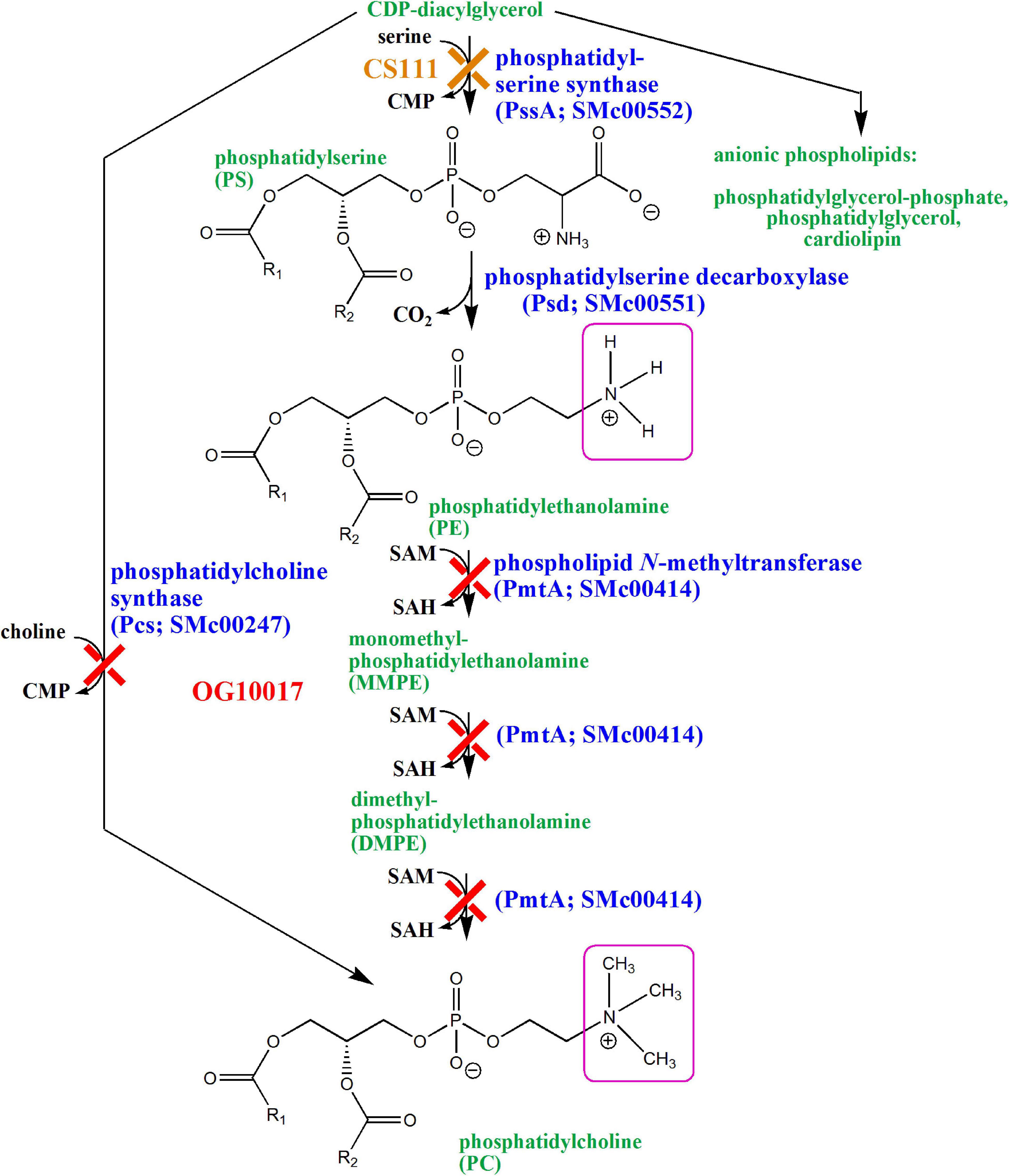 Frontiers | ExoS/ChvI Two-Component Signal-Transduction System 