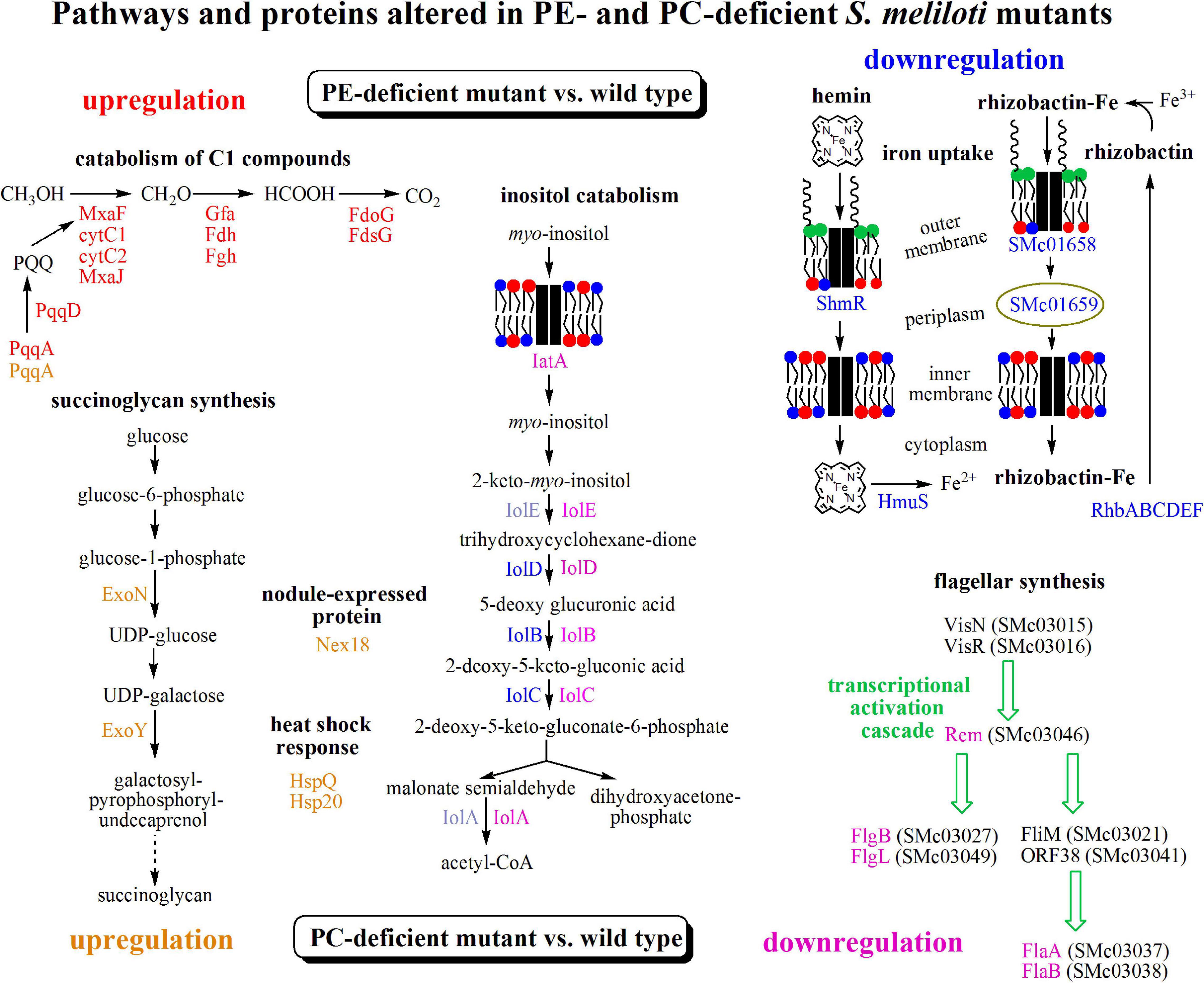 Frontiers | ExoS/ChvI Two-Component Signal-Transduction System 