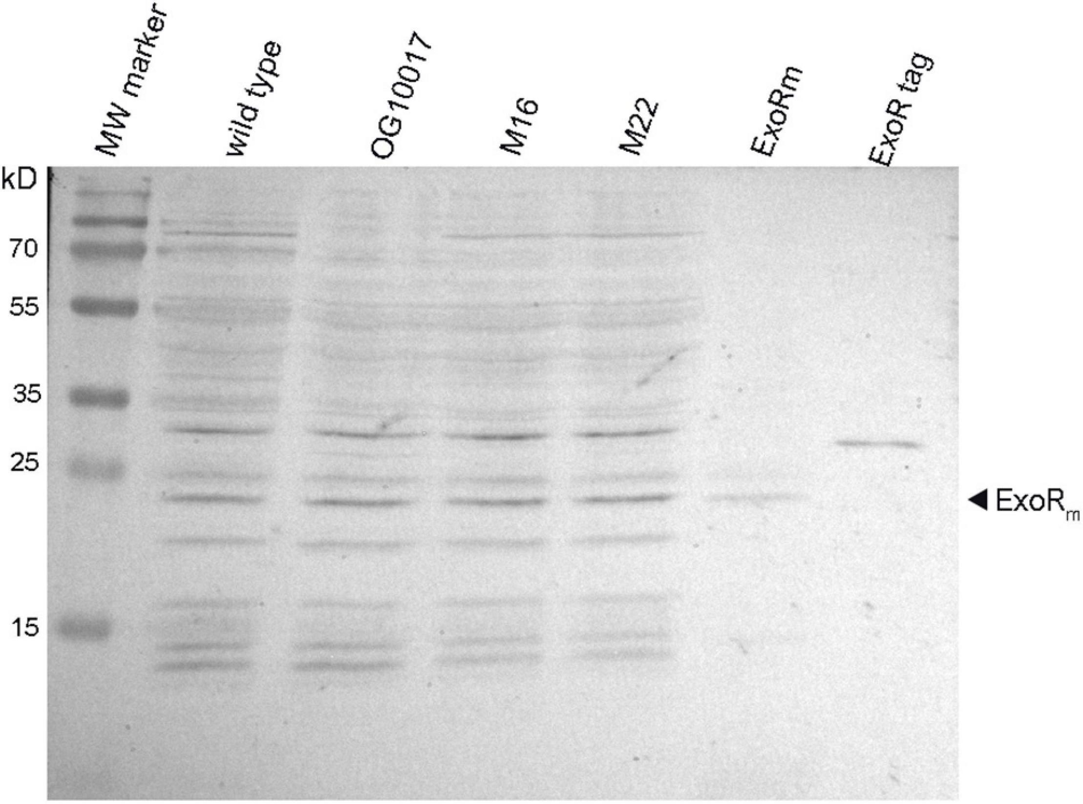 Frontiers | ExoS/ChvI Two-Component Signal-Transduction System 