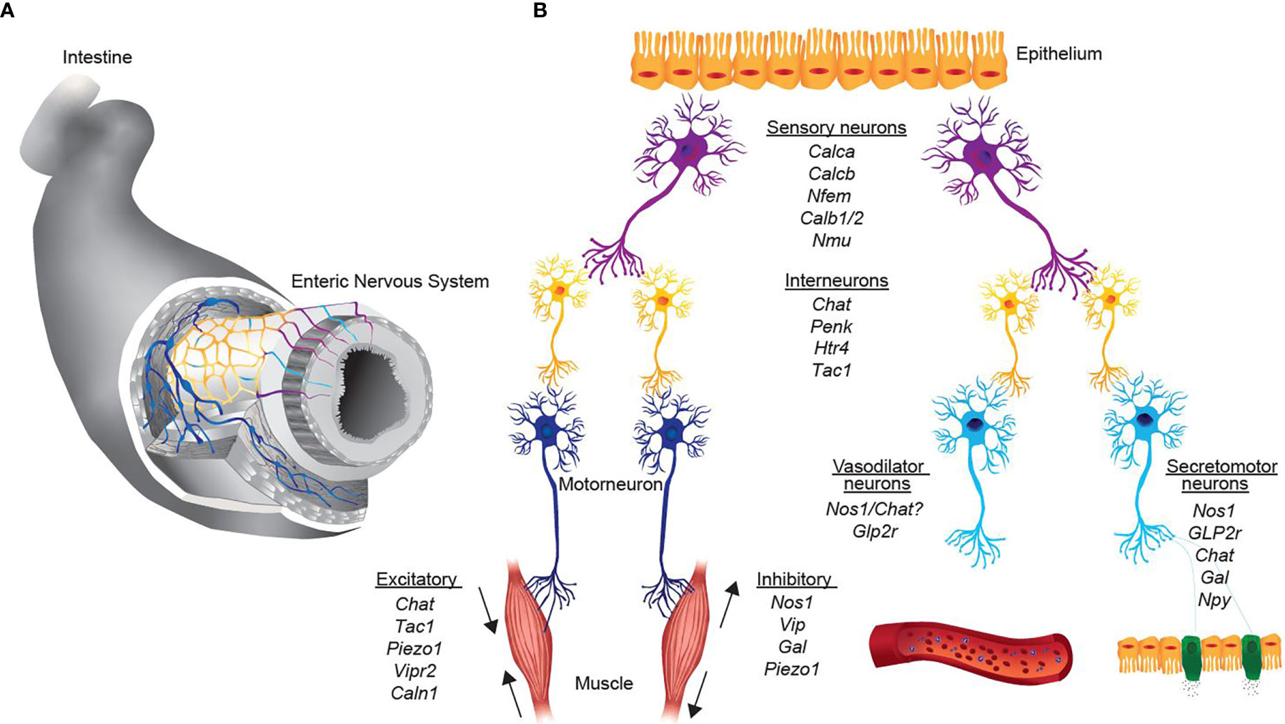 nervous system neurons