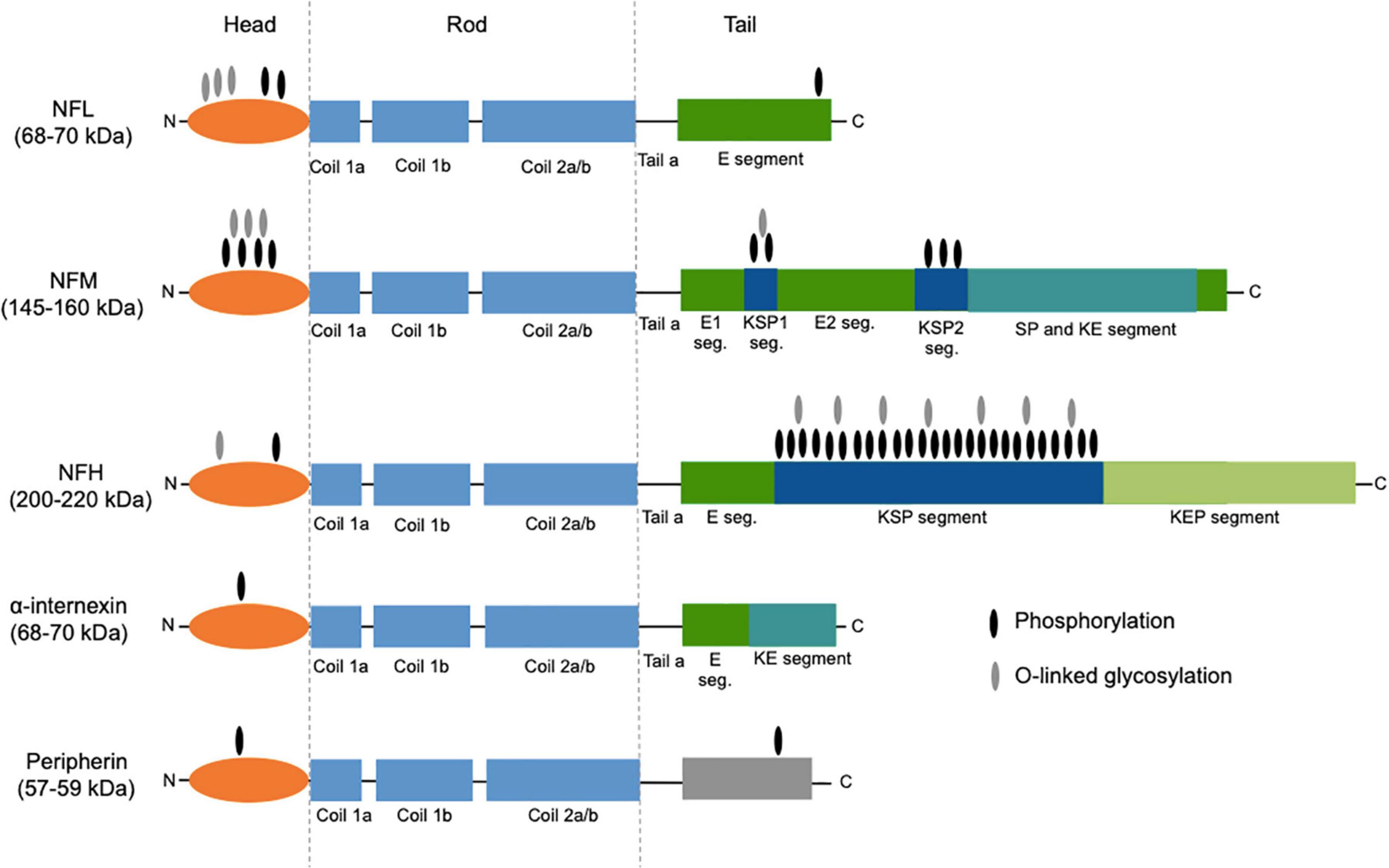 partner løber tør svejsning Frontiers | Neurofilament Light Chain as Biomarker for Amyotrophic Lateral  Sclerosis and Frontotemporal Dementia