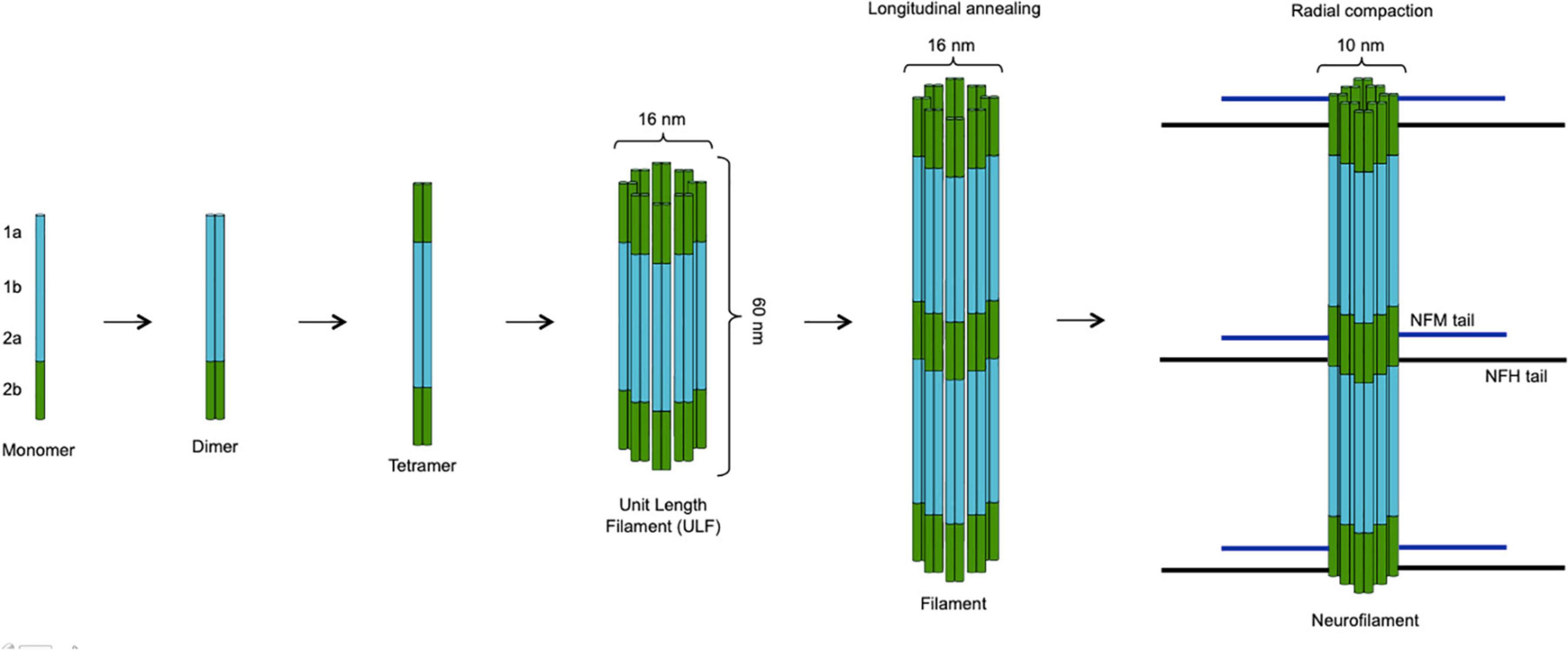 partner løber tør svejsning Frontiers | Neurofilament Light Chain as Biomarker for Amyotrophic Lateral  Sclerosis and Frontotemporal Dementia