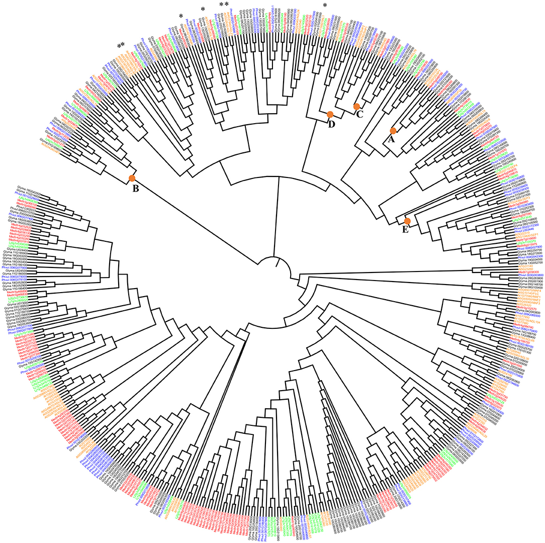 Frontiers  Control of the Rhizobia Nitrogen-Fixing Symbiosis by