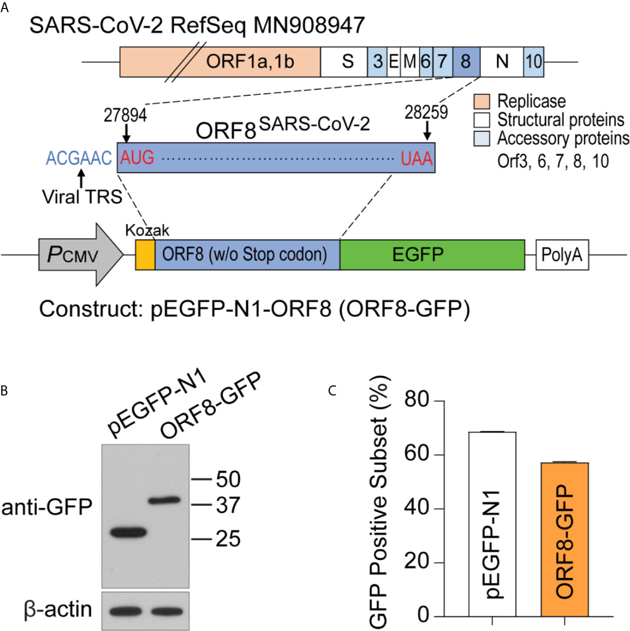 Frontiers  Understanding the Role of SARS-CoV-2 ORF3a in Viral