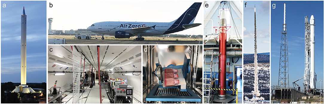 Frontiers Role Of Apoptosis In Wound Healing And Apoptosis Alterations In Microgravity Bioengineering And Biotechnology