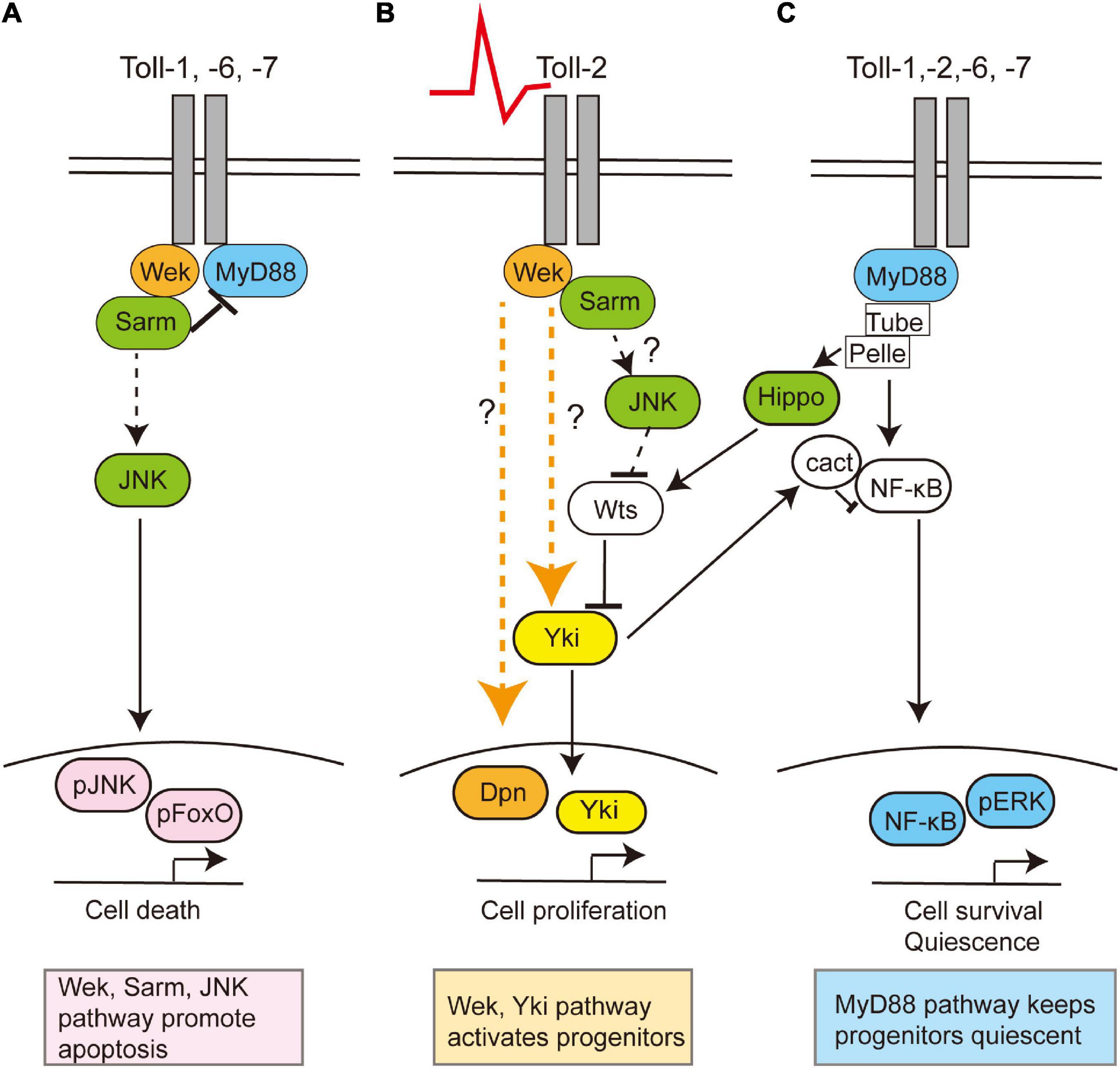 Frontiers  Exercise Intensity and Brain Plasticity: What's the Difference  of Brain Structural and Functional Plasticity Characteristics Between Elite  Aerobic and Anaerobic Athletes?