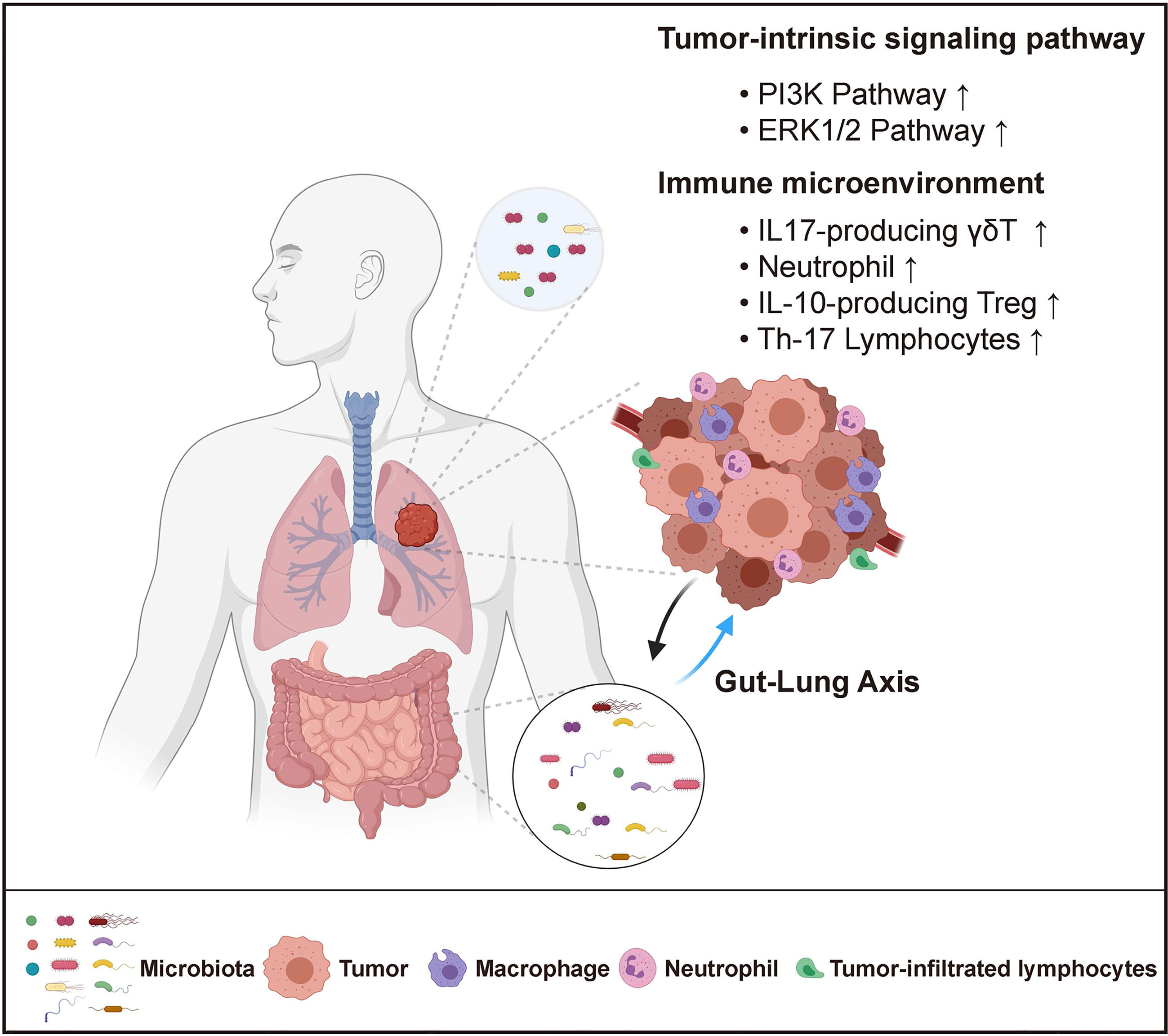 how does bronchitis emphysema and lung cancer affect the respiratory system