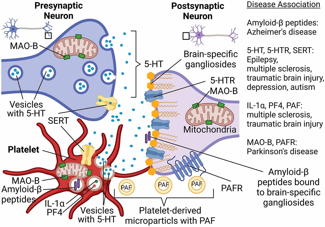 File:Neuromuscular electrical stimulation promoted brain plasticity.jpg -  Wikimedia Commons