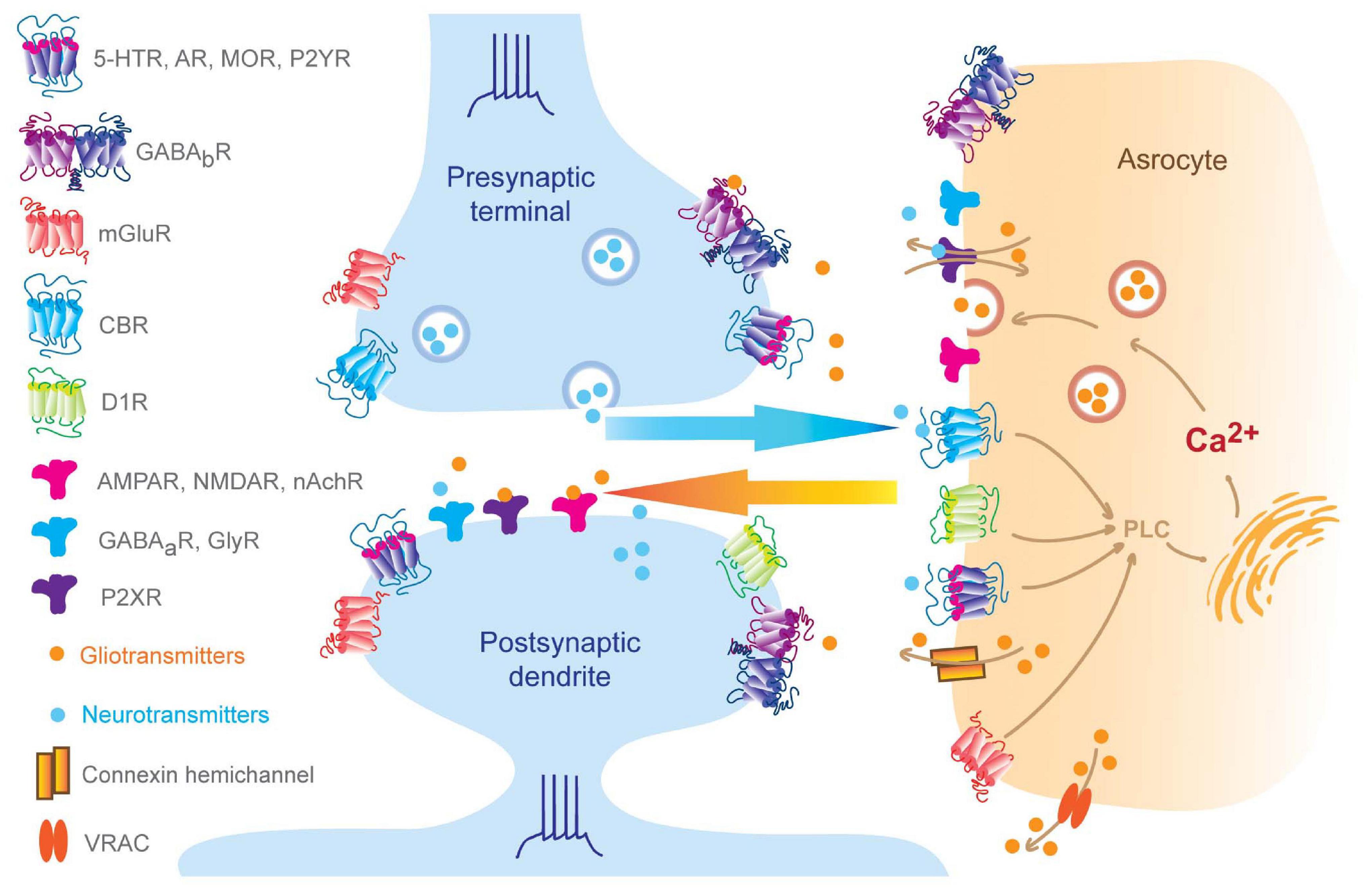 Multiple forms of working memory emerge from synapse–astrocyte interactions  in a neuron–glia network model