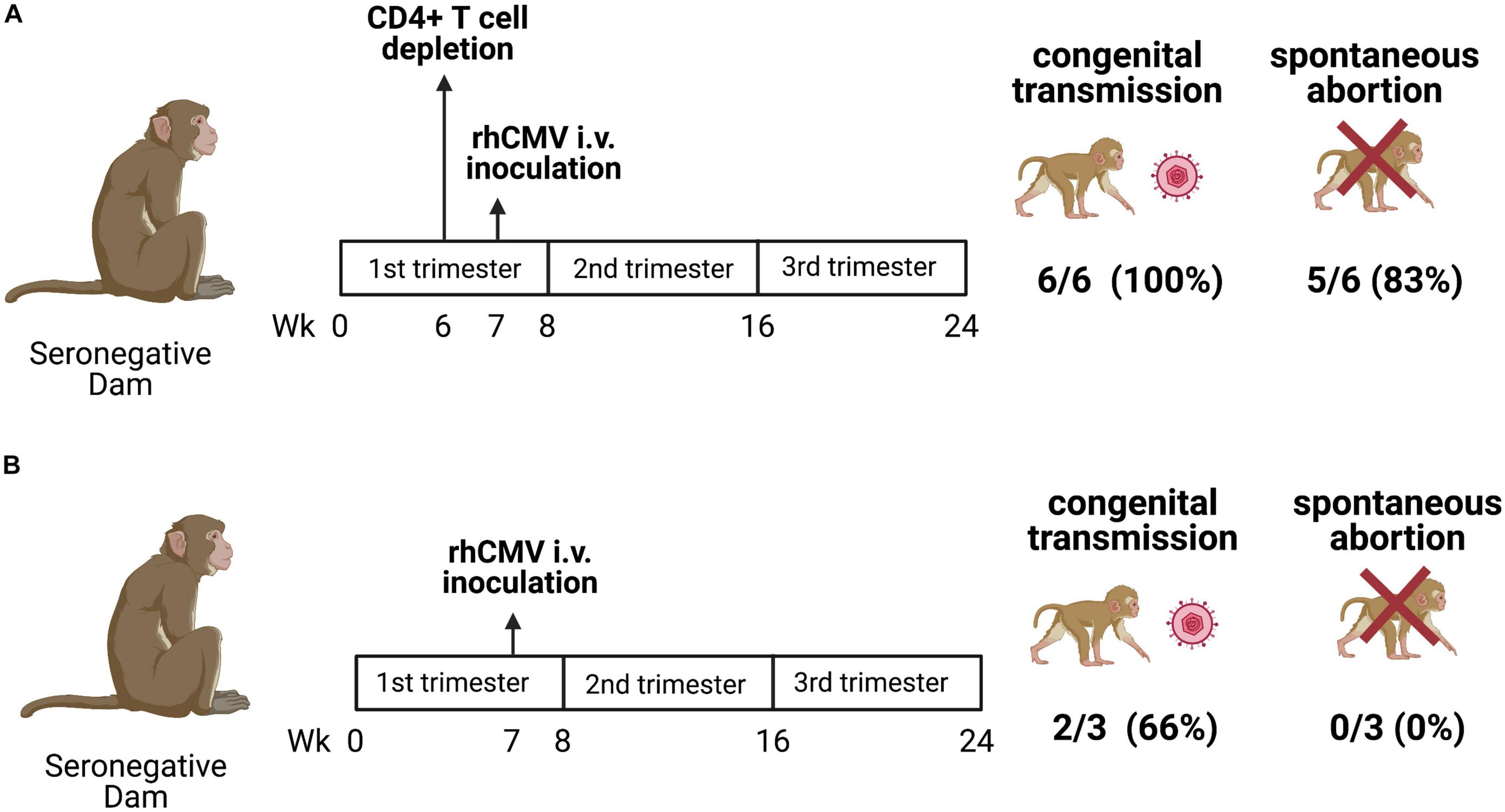 Frontiers Non Human Primate Models To Investigate Mechanisms Of Infection Associated Fetal And Pediatric Injury Teratogenesis And Stillbirth Genetics