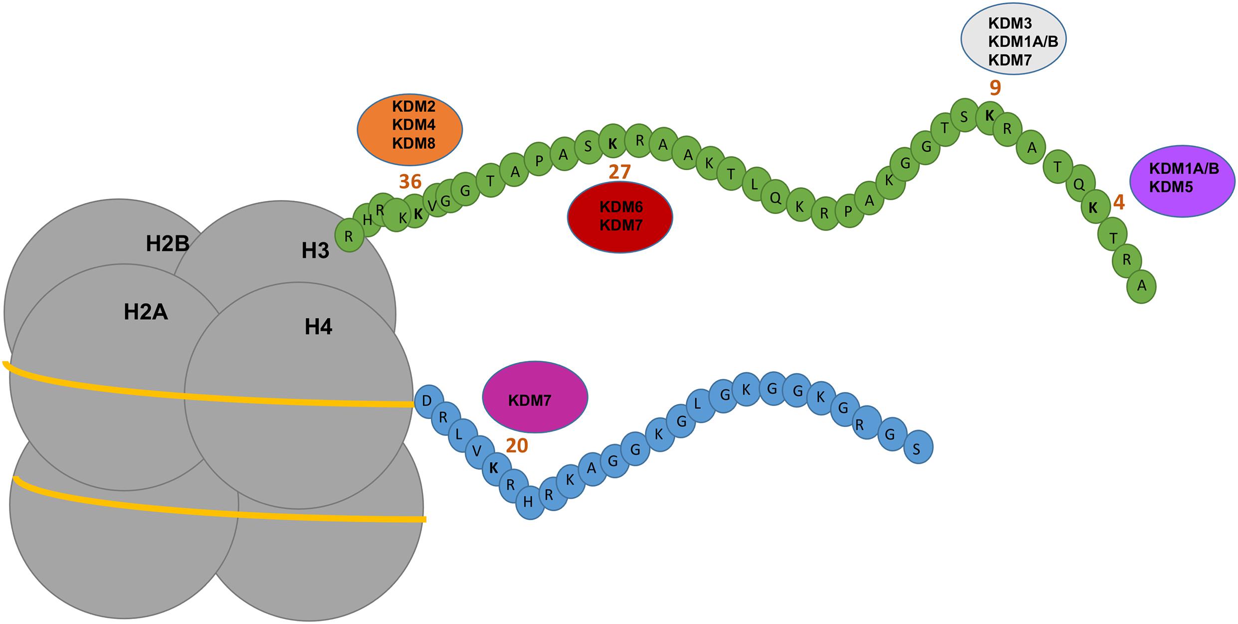 Frontiers Lysine Demethylases Promising Drug Targets in Melanoma and Other Cancers pic