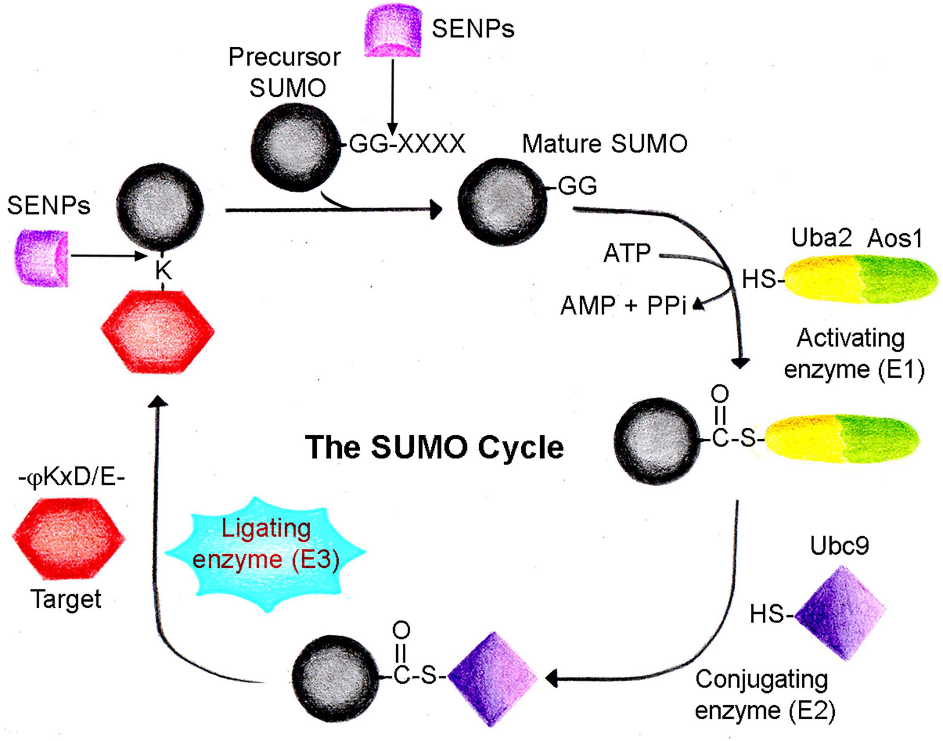 SUMO-1 CRISPR Knockout and Activation Products (h)