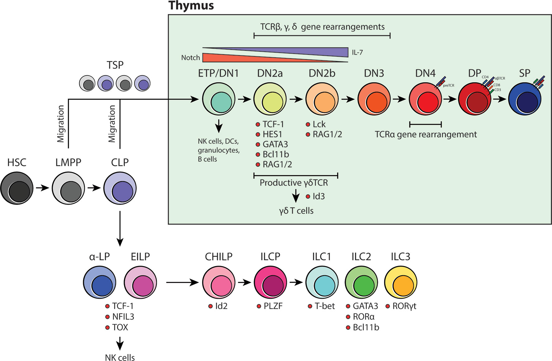 Frontiers  Neuroimmune Interactions and Rhythmic Regulation of Innate  Lymphoid Cells