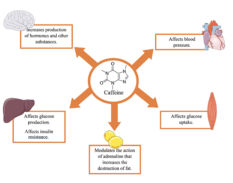 Figure 2 - Caffeine operates on multiple systems in the body including (clockwise from top) the heart, muscles, fat, liver, and brain.