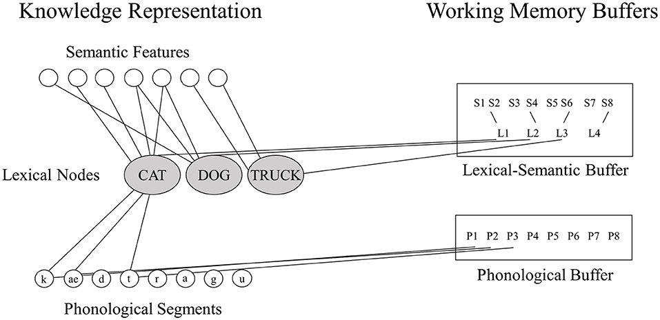 Frontiers Distinct Neural Substrates Support Phonological And Orthographic Working Memory Implications For Theories Of Working Memory Neurology
