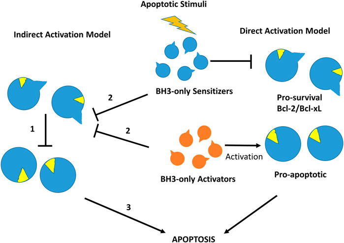 Frontiers  First generation of multifunctional peptides derived