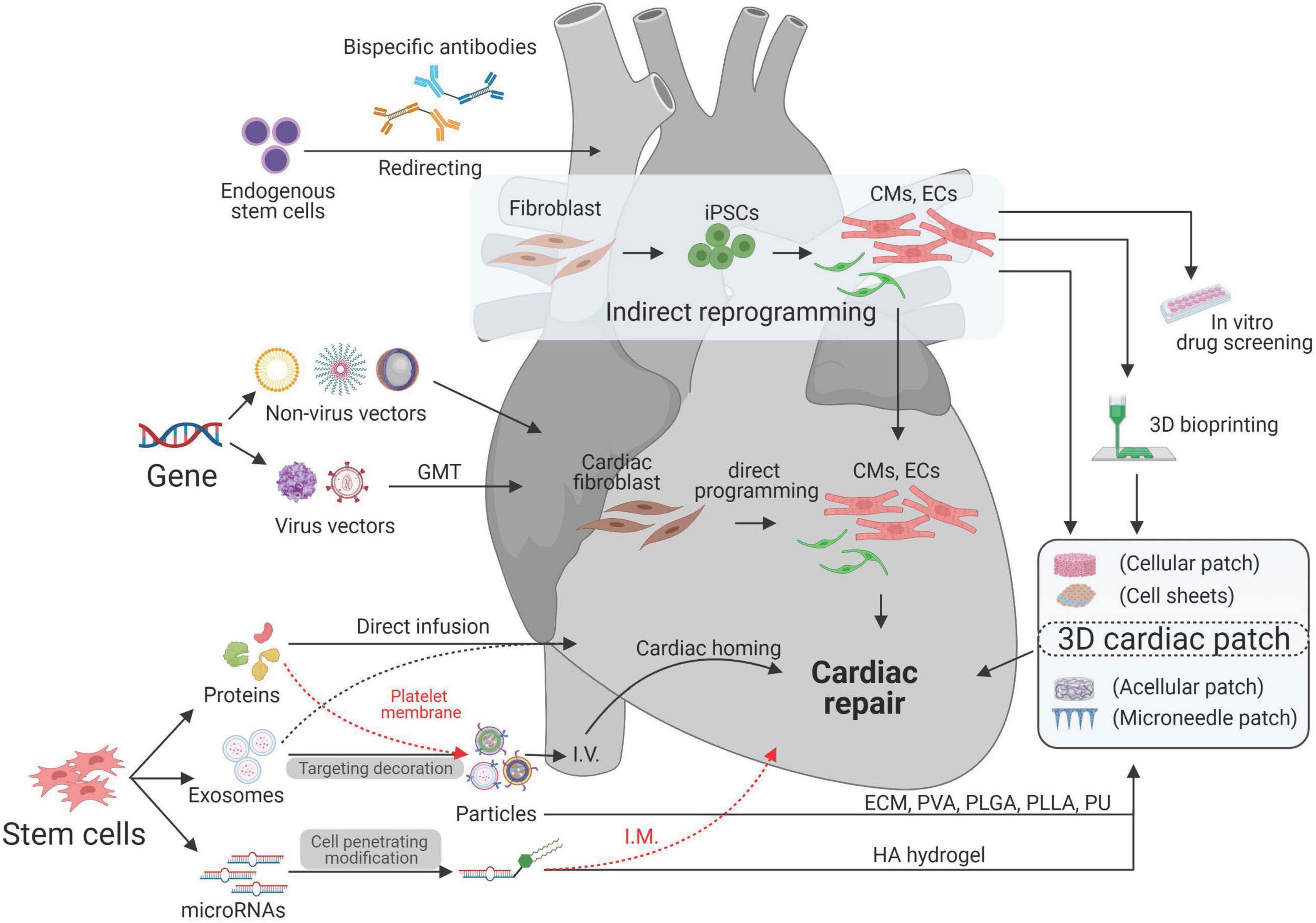 Frontiers Bioengineering Technologies for Cardiac Regenerative Medicine