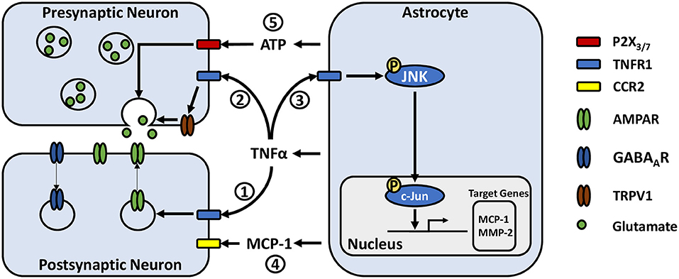 Frontiers  Reactive Astrocytes: Critical Players in the