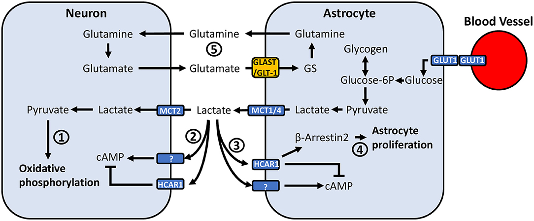 Frontiers  Reactive Astrocytes: Critical Players in the