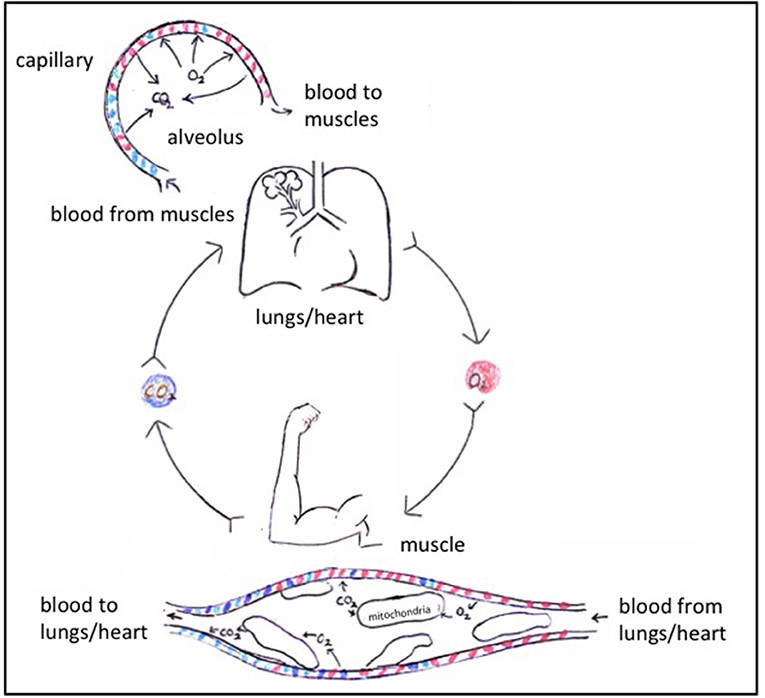 Figure 1 - In the tiny air sacs in the lungs, called alveoli, oxygen (O2) from the air we breathe attaches to the hemoglobin in red blood cells.