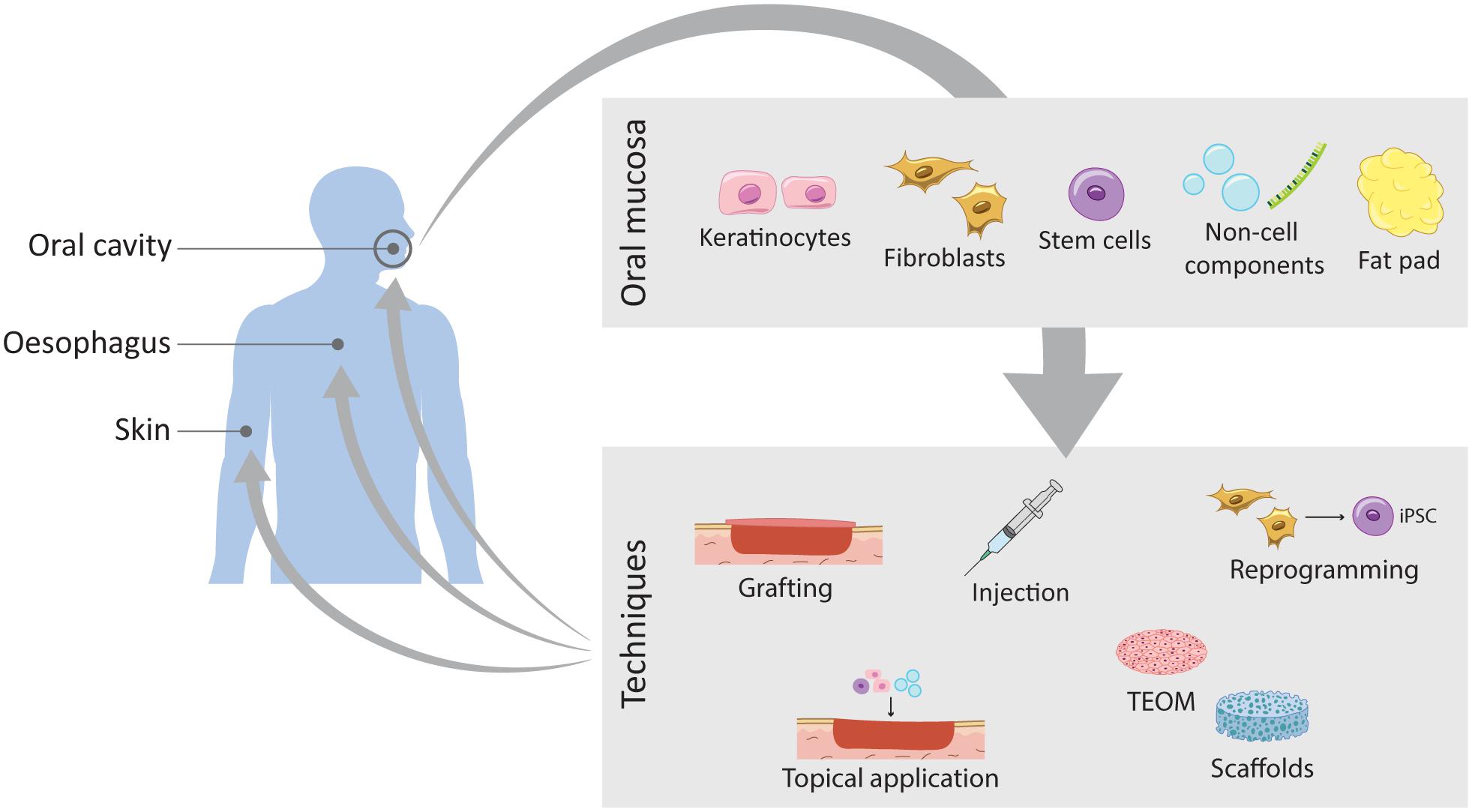 Frontiers A Scarless Healing Tale Comparing Homeostasis And Wound