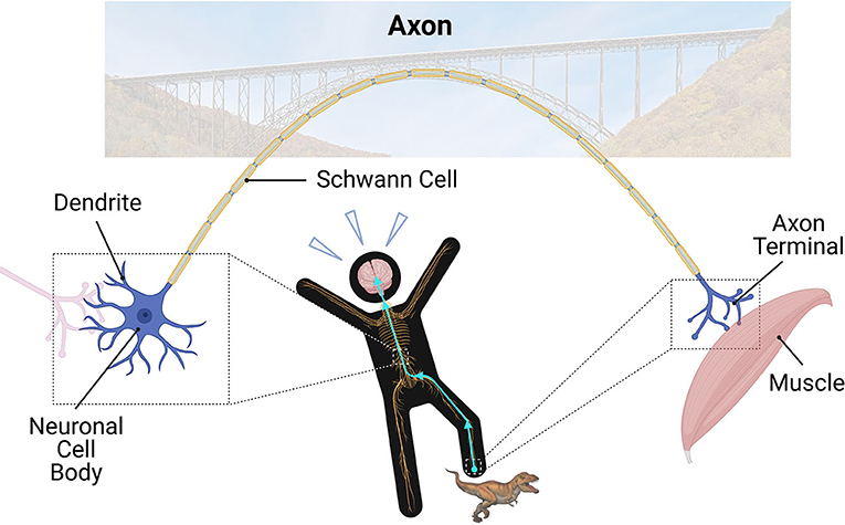 Figure 1 - In the nervous system, dendrites receive information from other neurons.