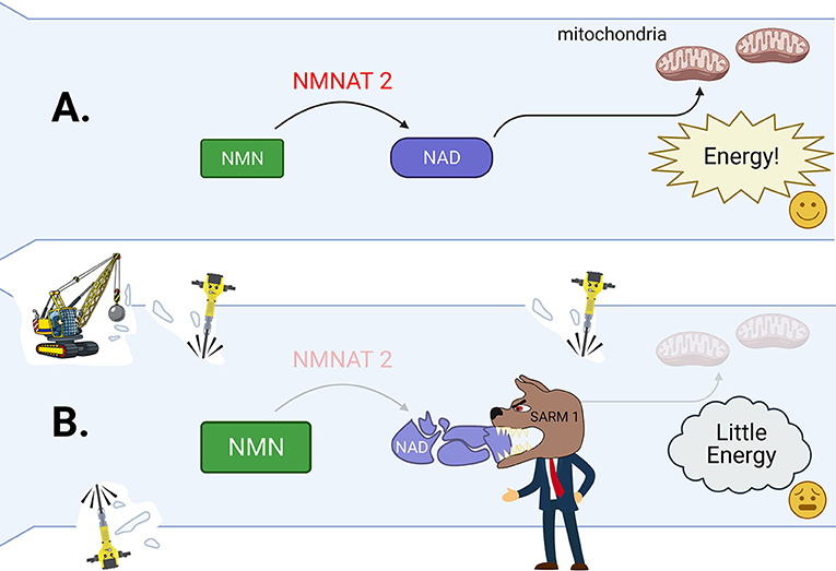 Figure 3 - (A) In a healthy axon, NMNAT2 helps to create plenty of NAD from NMN.