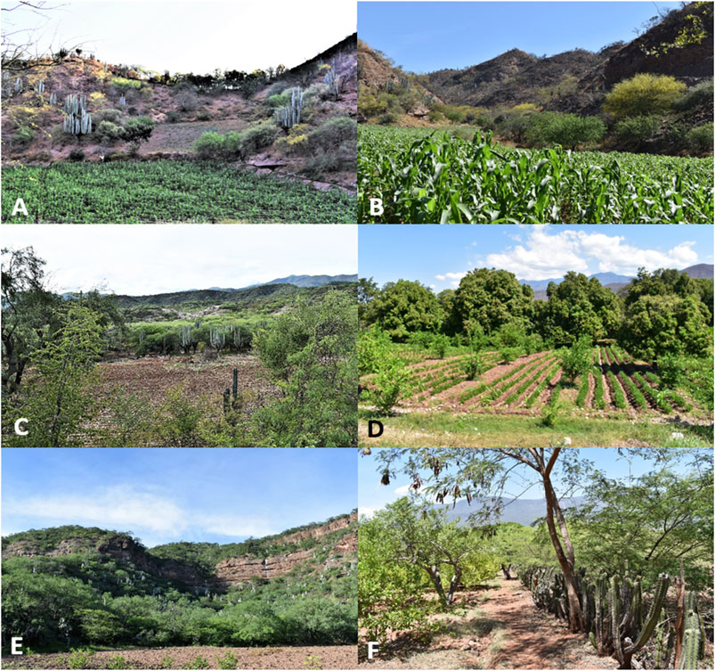 Frontiers  Pre-Columbian cultivation of vegetatively propagated and fruit  tree tropical crops in the Atacama Desert