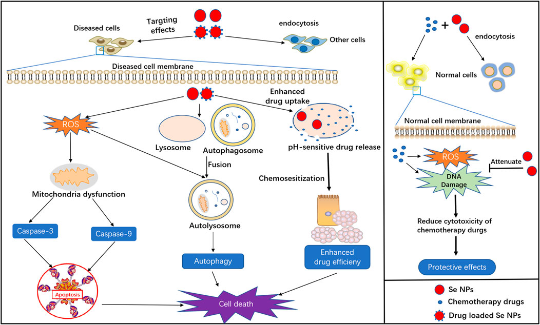 Full article: Biomedical Potential of Plant-Based Selenium Nanoparticles: A  Comprehensive Review on Therapeutic and Mechanistic Aspects