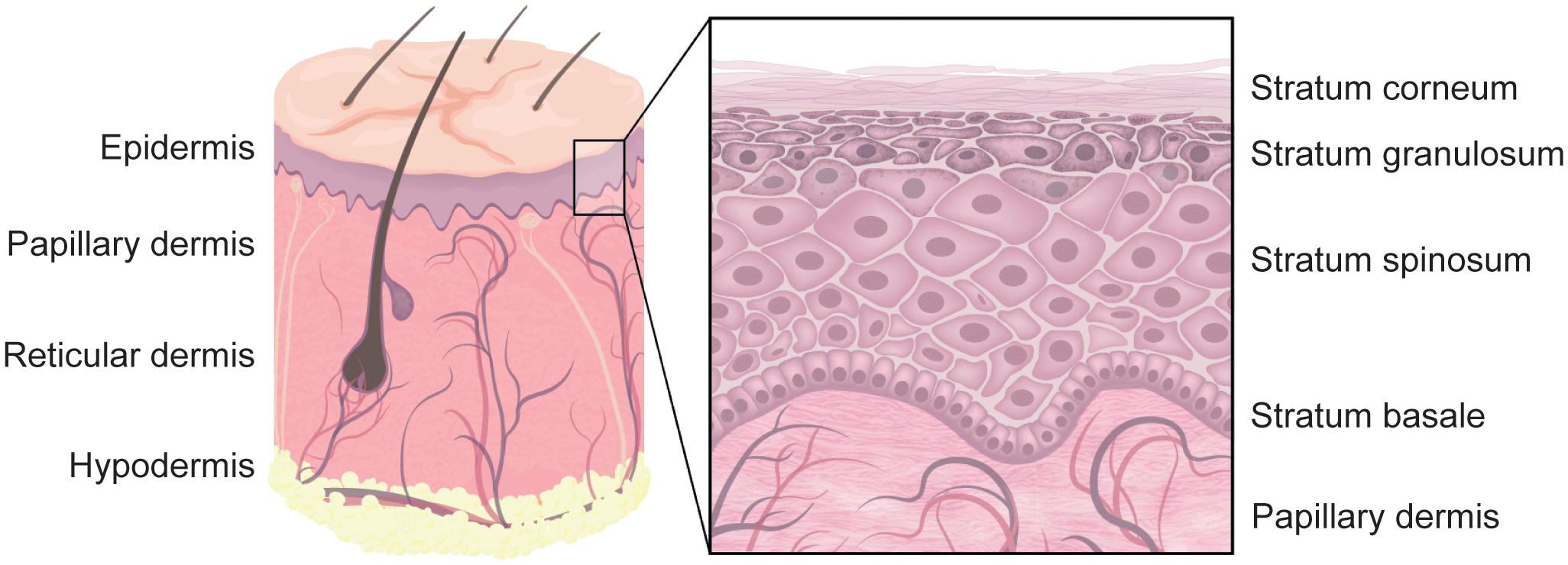 Premium Vector  Skin sensory receptors concept with epidermis hair and  dermis flat