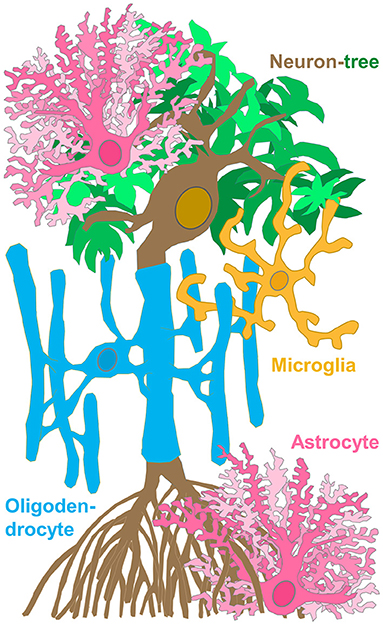 Figure 1 - One of the billions of neuron-trees in the brain-jungle.