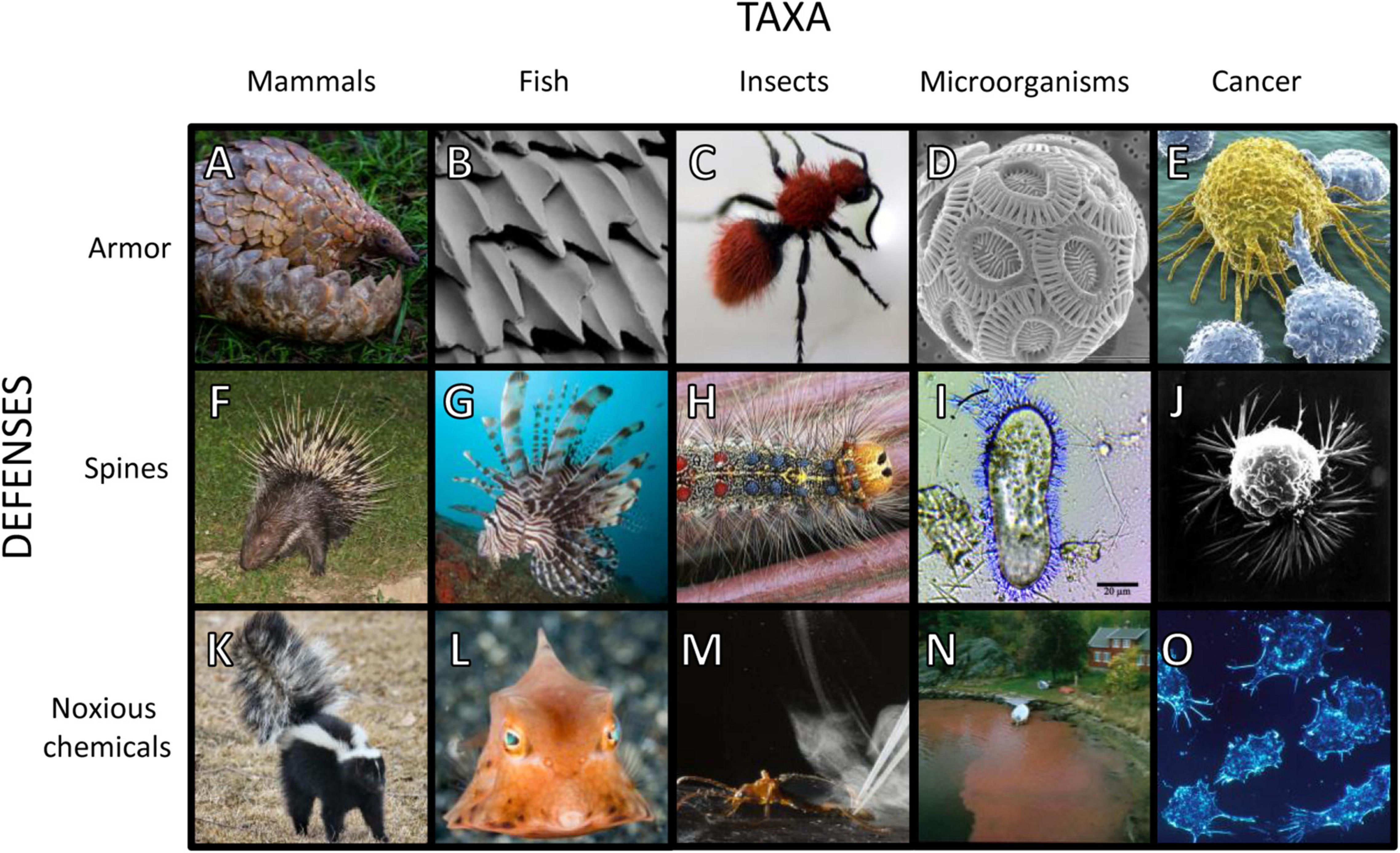 Frontiers | Ecology of Fear: Spines, Armor and Noxious Chemicals