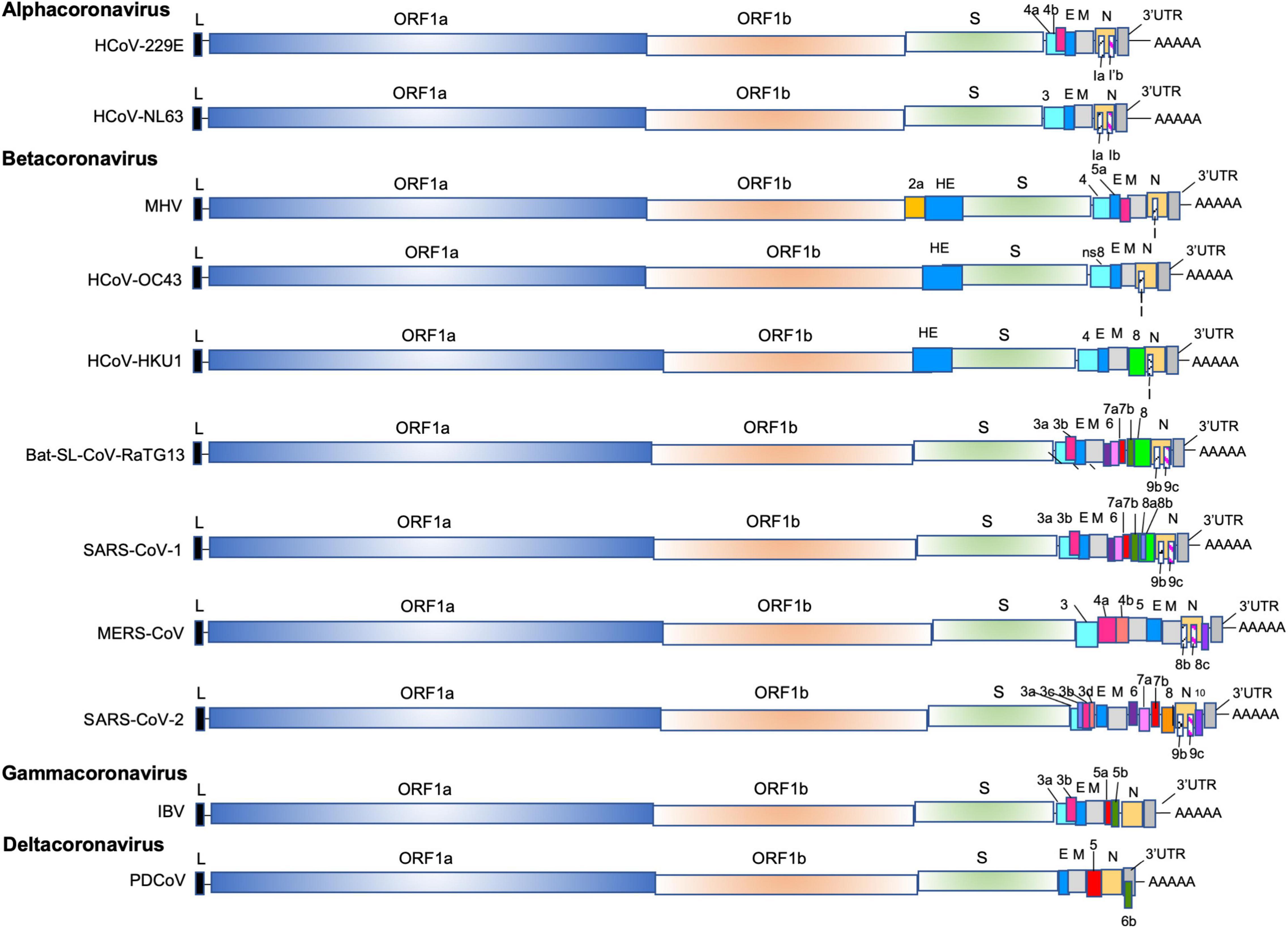 Identification of a Novel Coronavirus from a Beluga Whale by Using