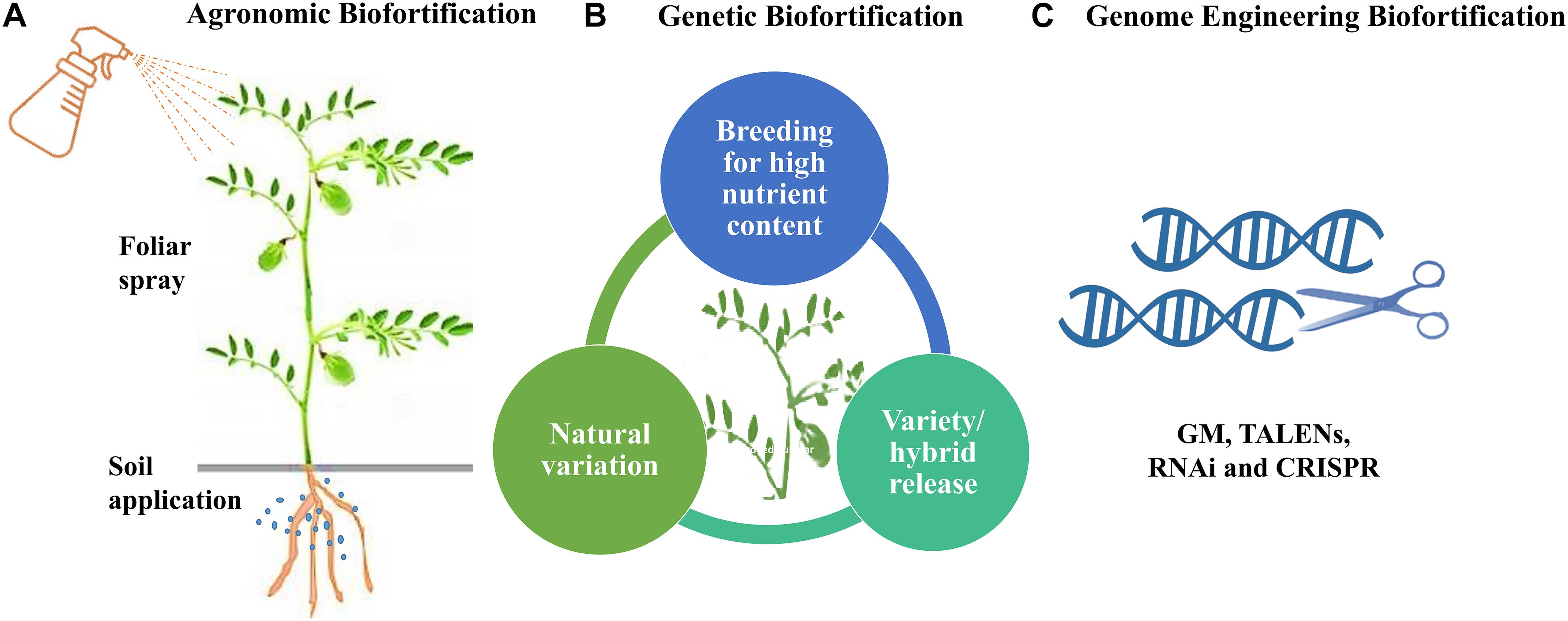 Frontiers | Molecular Mechanisms and Biochemical Pathways for