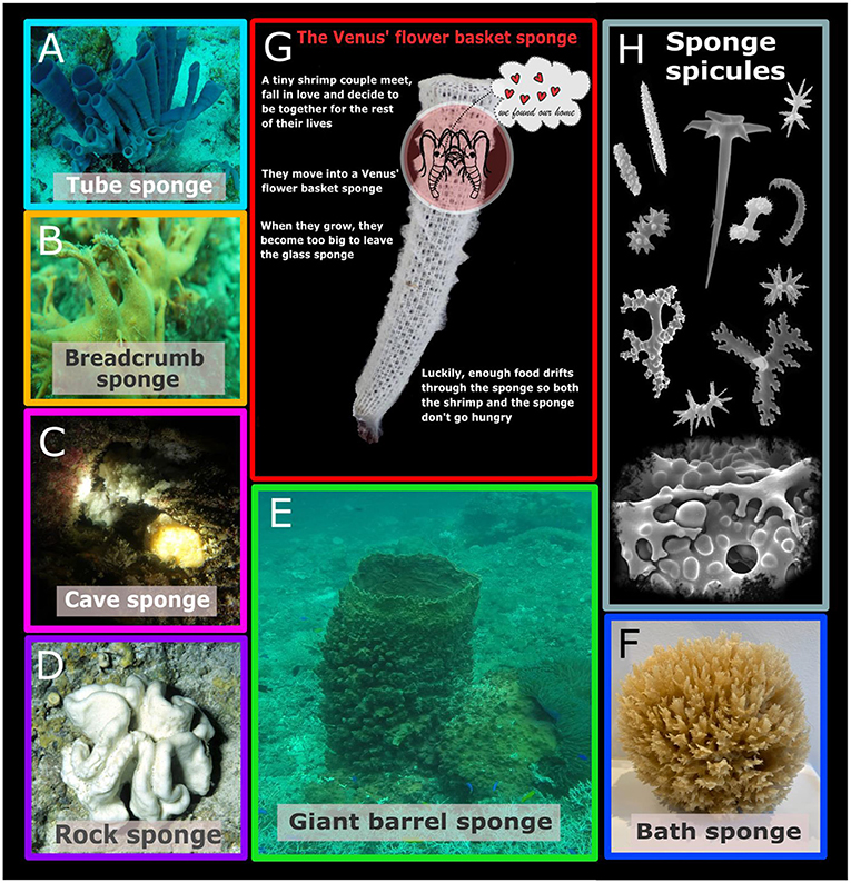 Figure 1 - (A–F) Examples of various-shaped sponges and their common names.