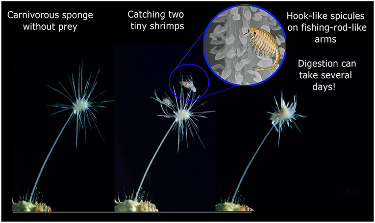 Figure 2 - A series of images taken over time, showing a small carnivorous sponge (1–3 cm in length) in an aquarium.