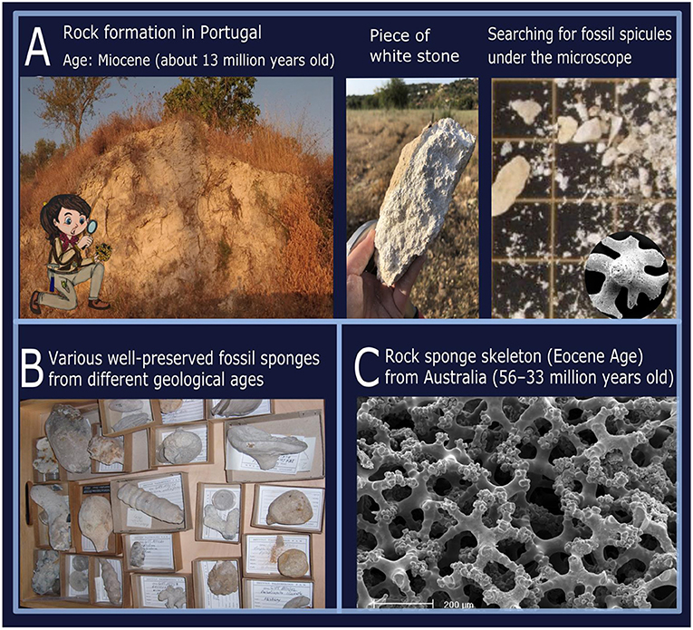 Figure 3 - (A) Example of a fossil exploration site near Albufeira in the South of Portugal, where loose rock sponge spicules were found within white rocks.