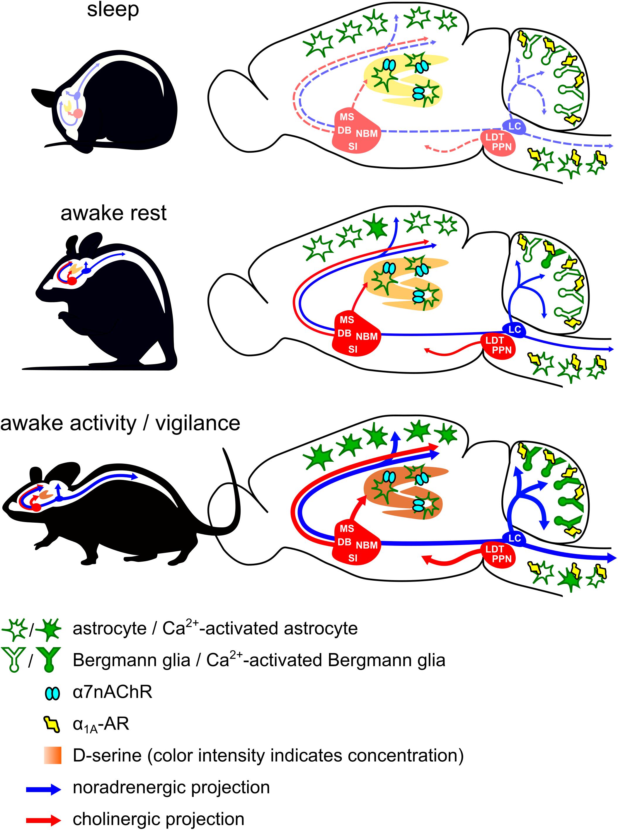 Purkinje cell dopaminergic inputs to astrocytes regulate  cerebellar-dependent behavior