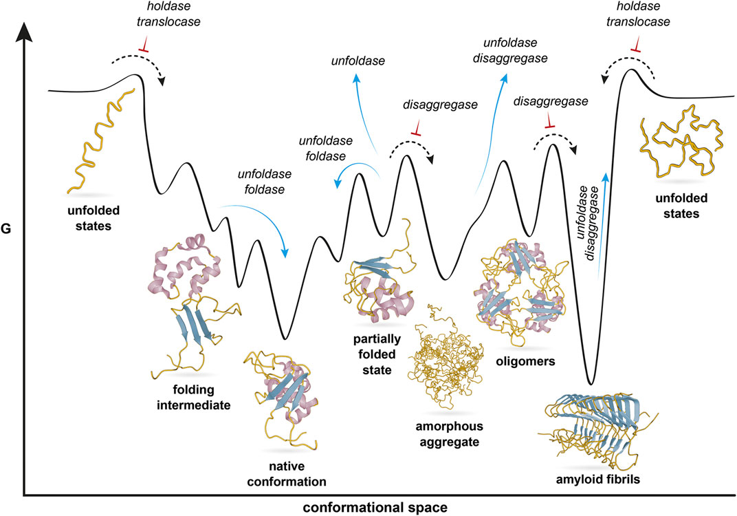 Трипло х. Белки и полипептиды различия. Chaperones' participation in Folding simple scheme. Mechanisms of Protein Folding: Molecular Chaperones and their application in Biotechnology.