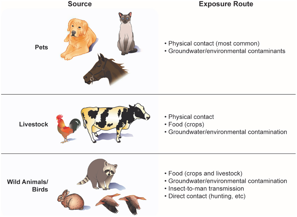 Frontiers | Animal Viruses, Bacteria, and Cancer: A Brief Commentary