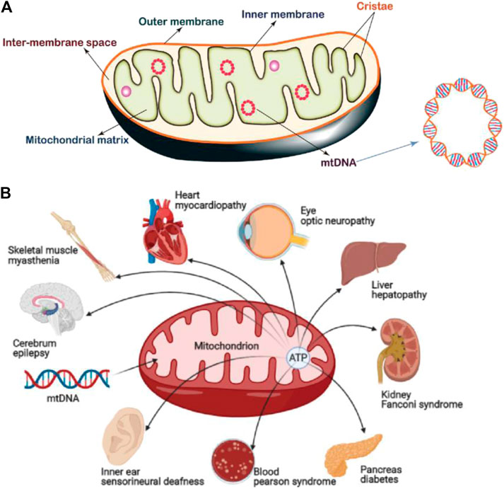 Inborn errors of metabolism leading to neuronal migration defects -  Schiller - 2020 - Journal of Inherited Metabolic Disease - Wiley Online  Library