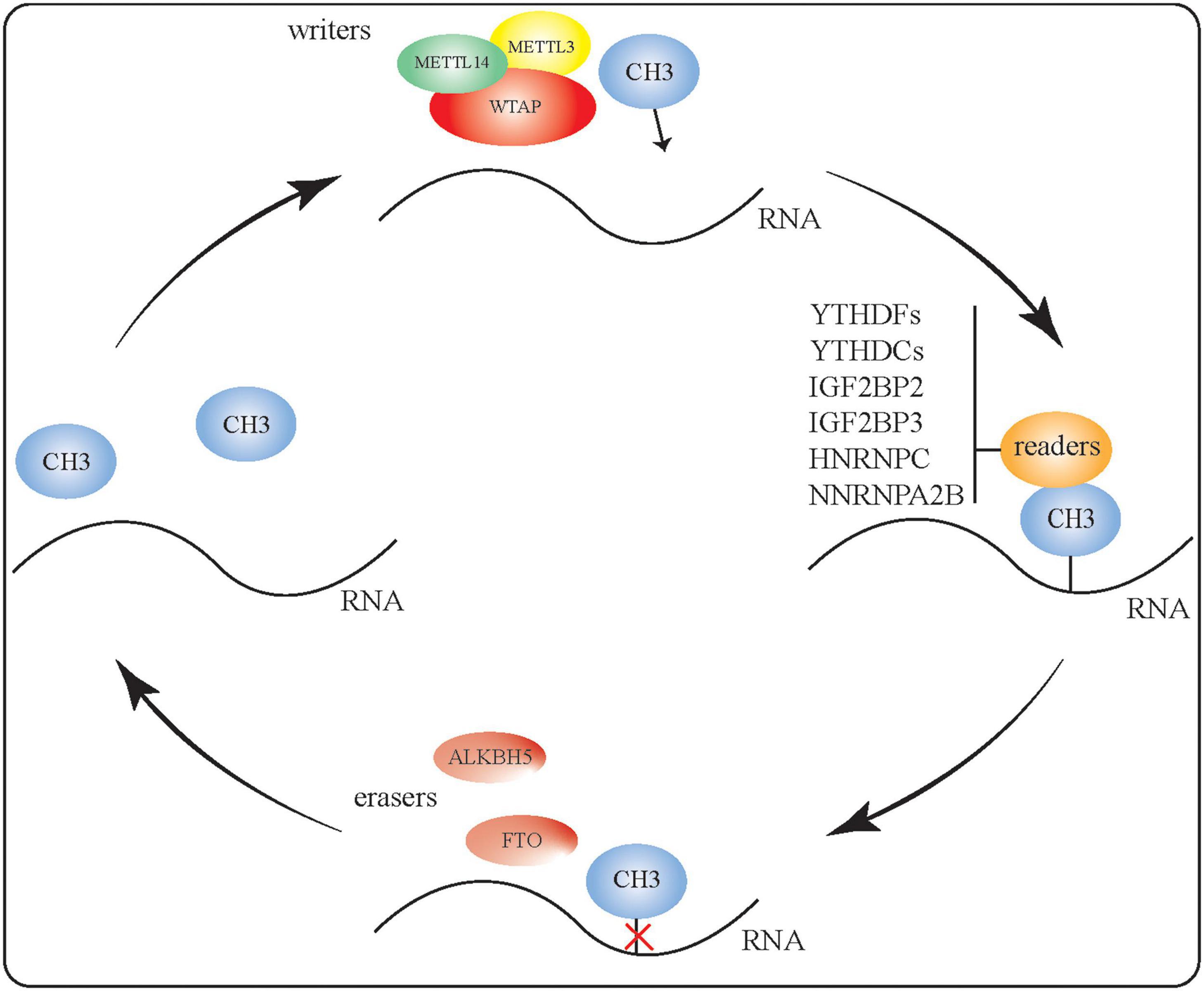 Frontiers The Biological Function, Mechanism, and Clinical Significance of m6A RNA Modifications in Head and Neck Carcinoma A Systematic Review