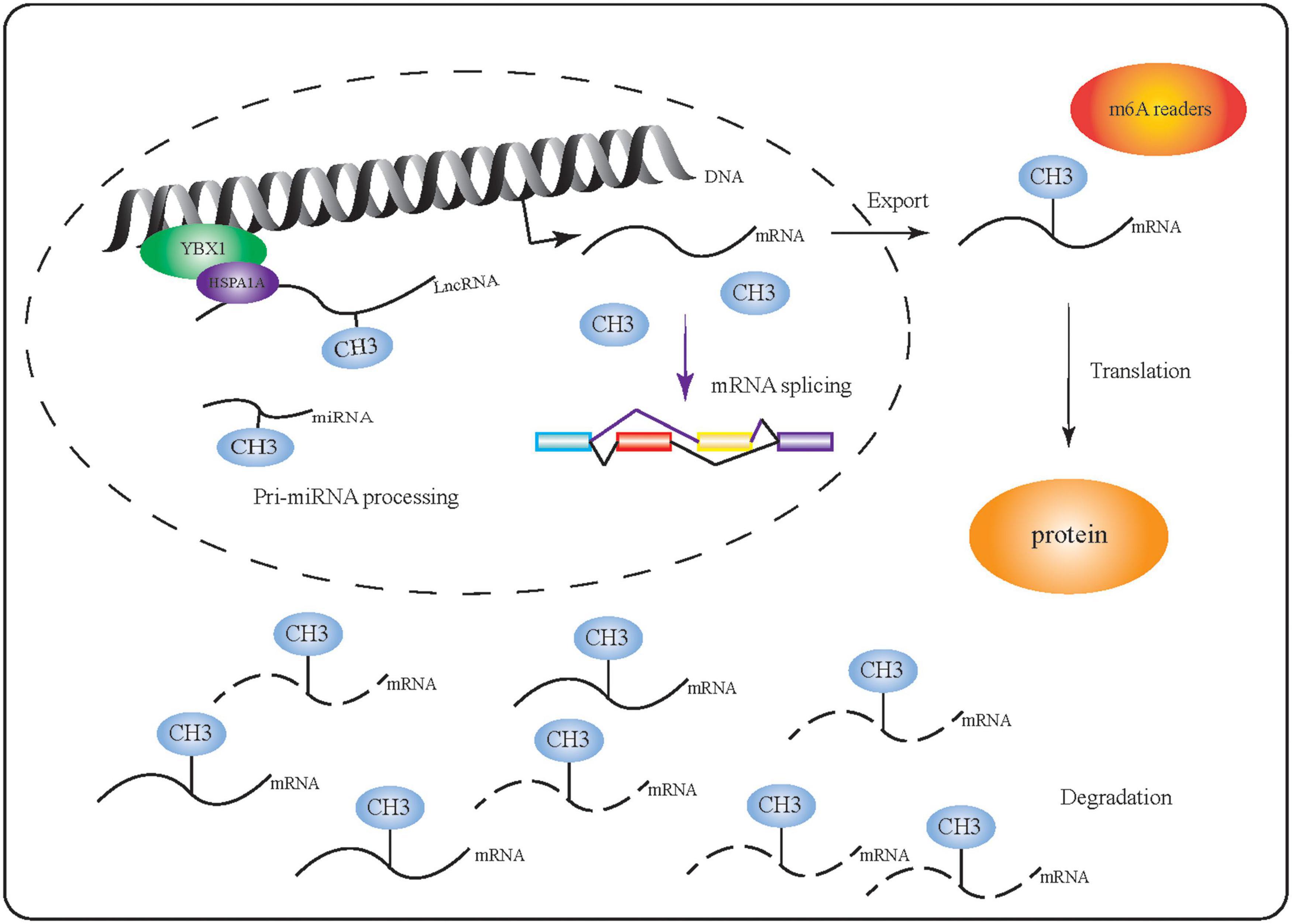 Frontiers The Biological Function, Mechanism, and Clinical Significance of m6A RNA Modifications in Head and Neck Carcinoma A Systematic Review