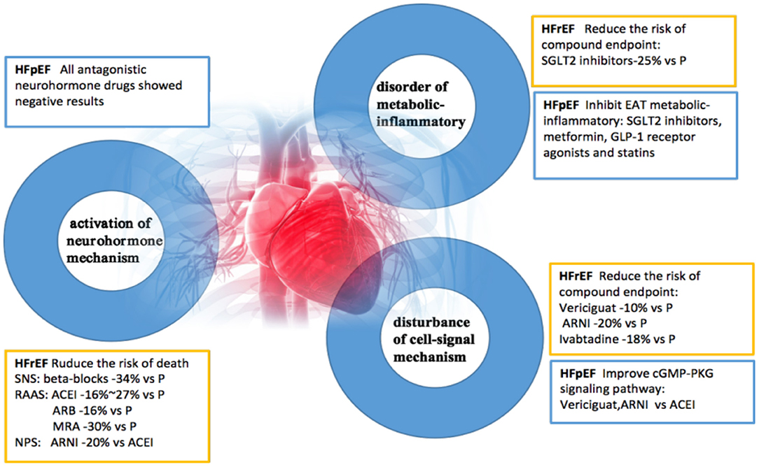 Frontiers  Locomotor and respiratory muscle abnormalities in HFrEF and  HFpEF