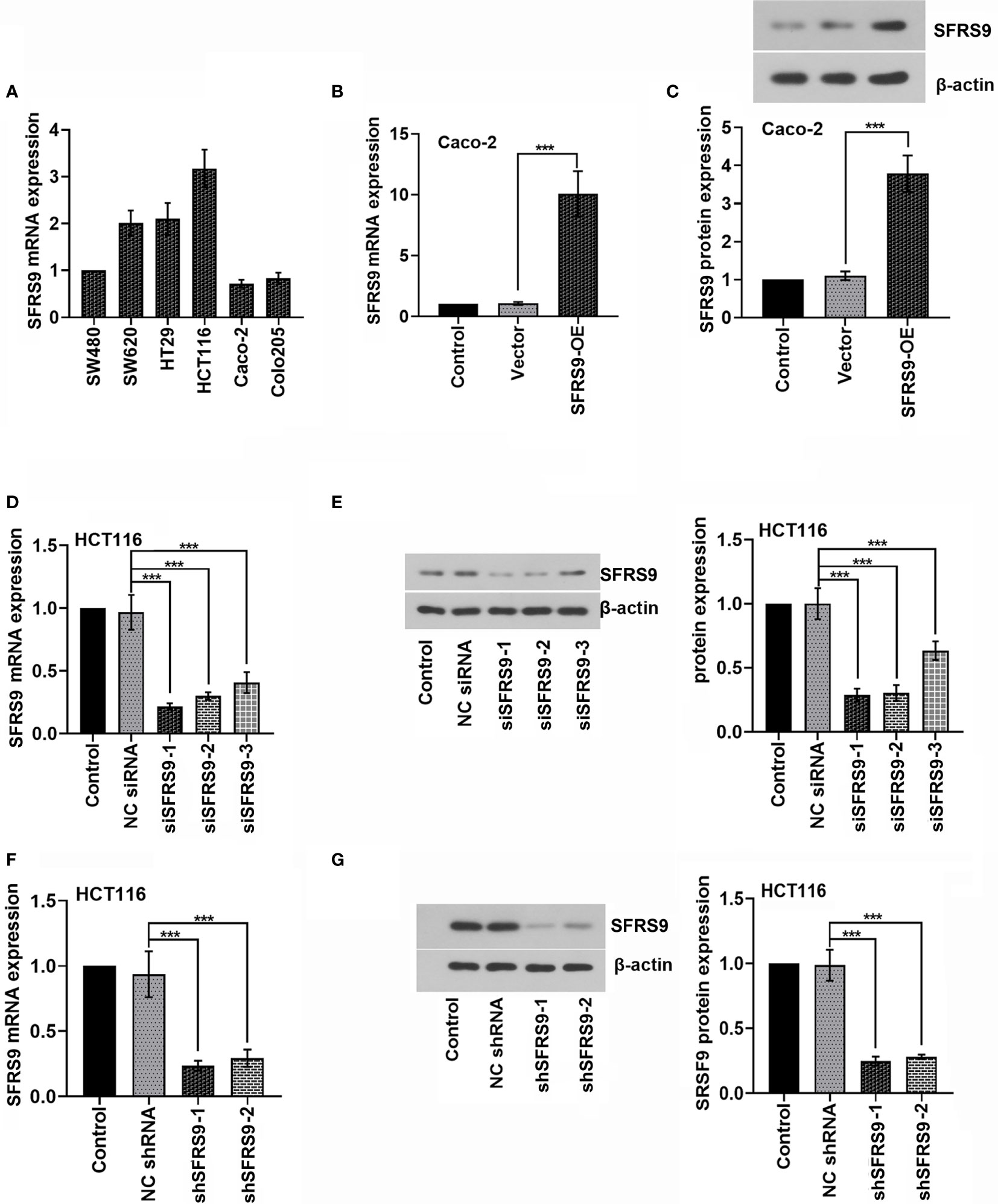 Frontiers | Knockdown of SFRS9 Inhibits Progression of Colorectal ...