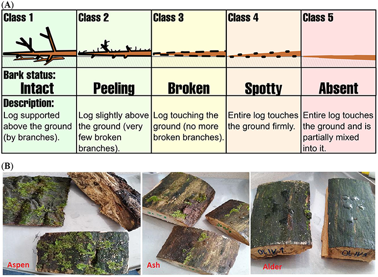 Figure 1 - (A) The five classes of decomposition for deadwood.
